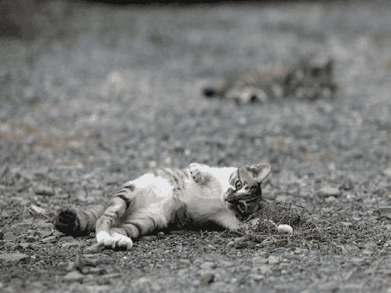 安徽试管招募信息,寻找做试管队友